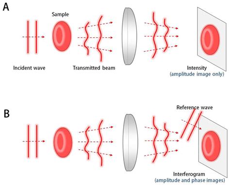 quantitative phase imaging principles